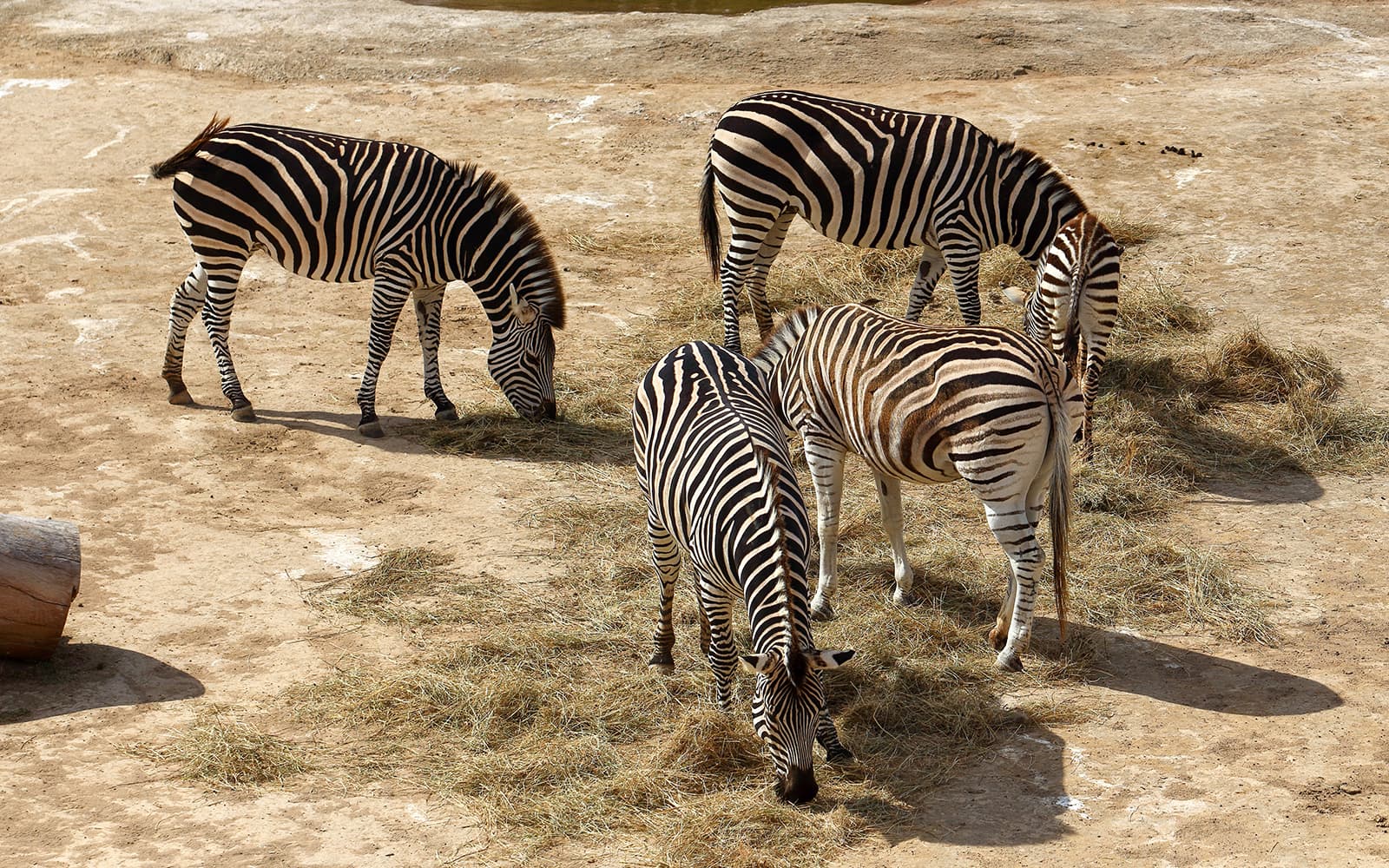 Combo: Auckland Zoo + SEA LIFE Kelly Tarlton's Aquarium Tickets in Auckland - Attractions | TickYourList