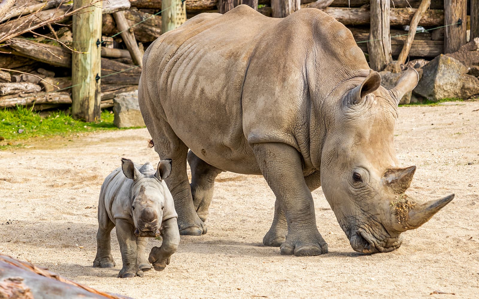 Combo: Auckland Zoo + SEA LIFE Kelly Tarlton's Aquarium Tickets in Auckland - Highlights | TickYourList