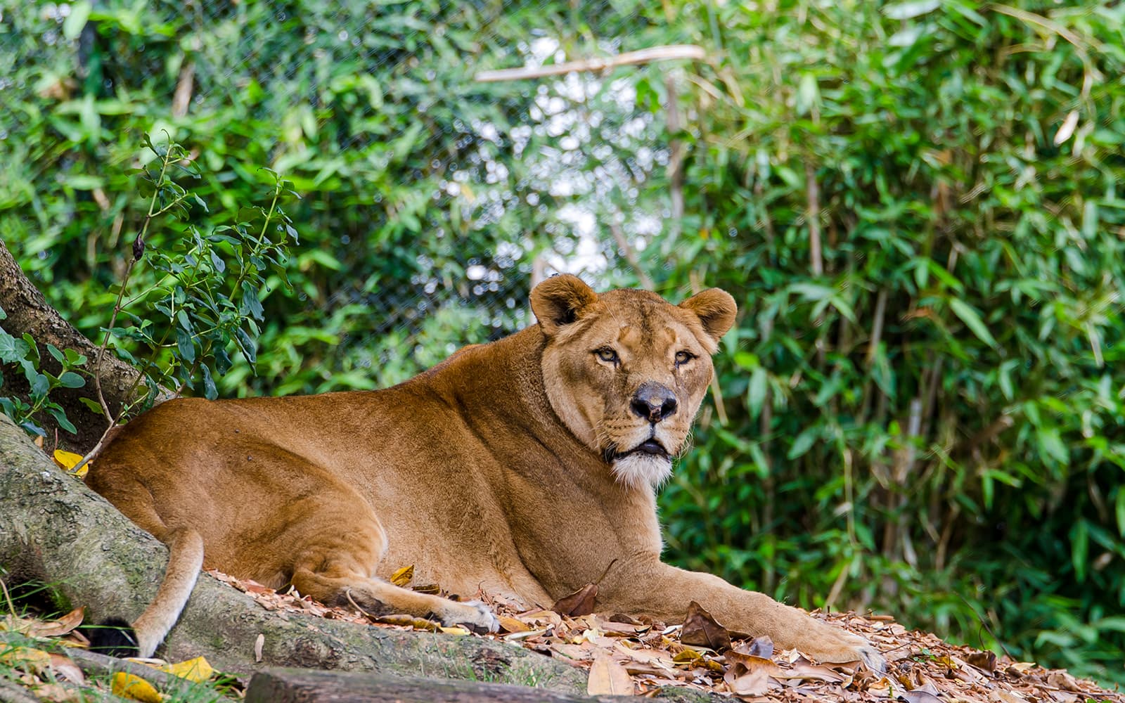 Combo: Auckland Zoo + SEA LIFE Kelly Tarlton's Aquarium Tickets in Auckland - Features | TickYourList