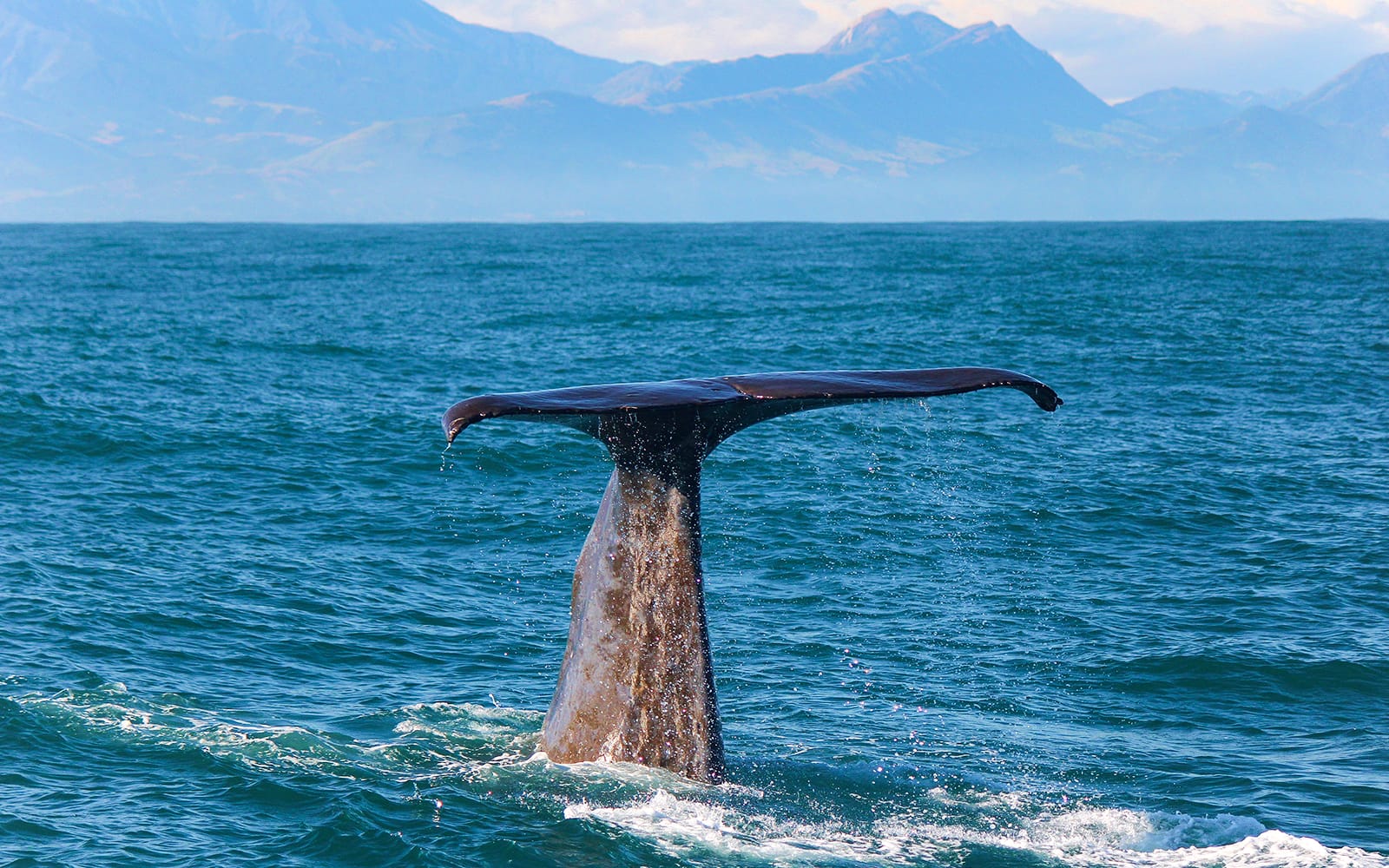 Kaikoura Whale Watching Cruise tickets in Kaikoura - Attractions | TickYourList