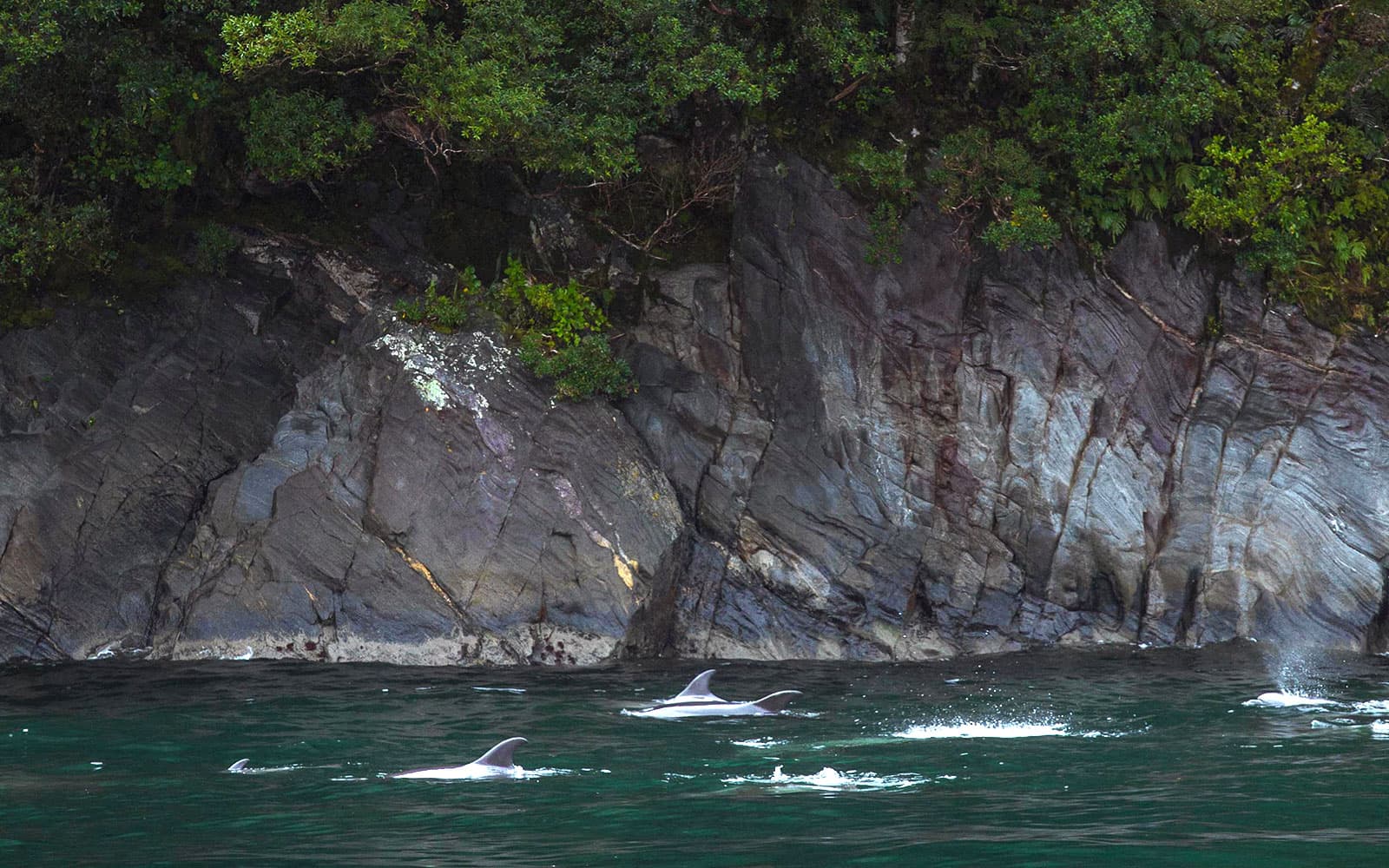 Milford Sound Cruise tickets in Milford Sound - Highlights | TickYourList