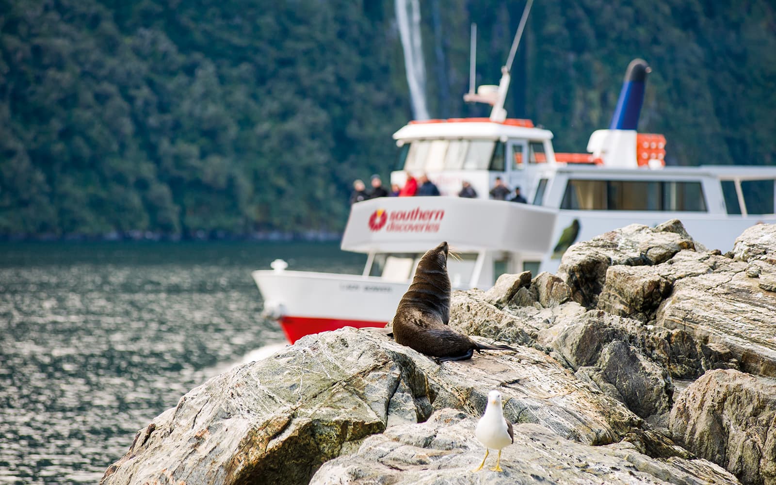 Milford Sound Extended Cruise with Optional Lunch by Southern Discoveries tickets in Milford Sound - Highlights | TickYourList