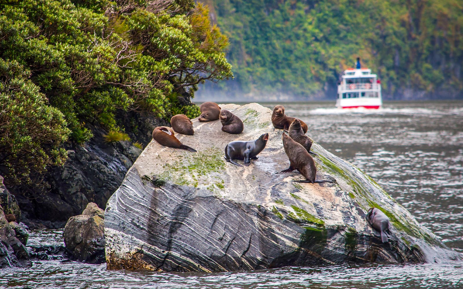 Milford Sound Cruise with Optional Lunch tickets in Milford Sound - Features | TickYourList