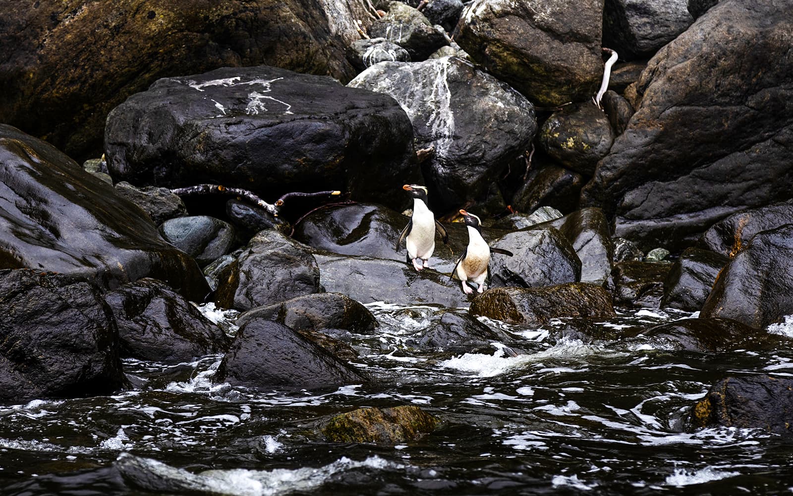 Overnight Milford Sound Cruise with Dinner & Activities tickets in Milford Sound - Features | TickYourList
