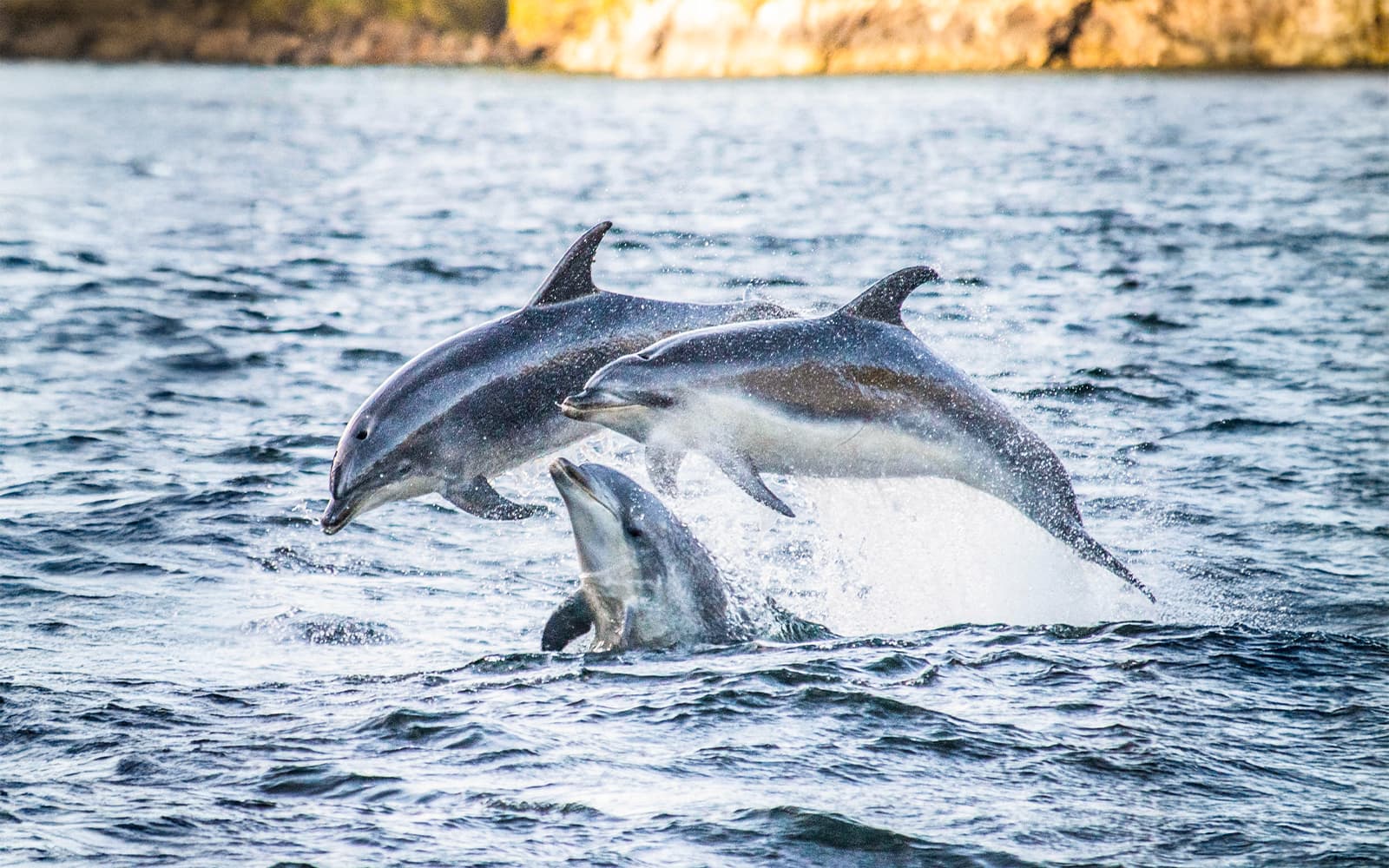 From Queenstown: Doubtful Sound Overnight Cruise tickets in Queenstown - Highlights | TickYourList