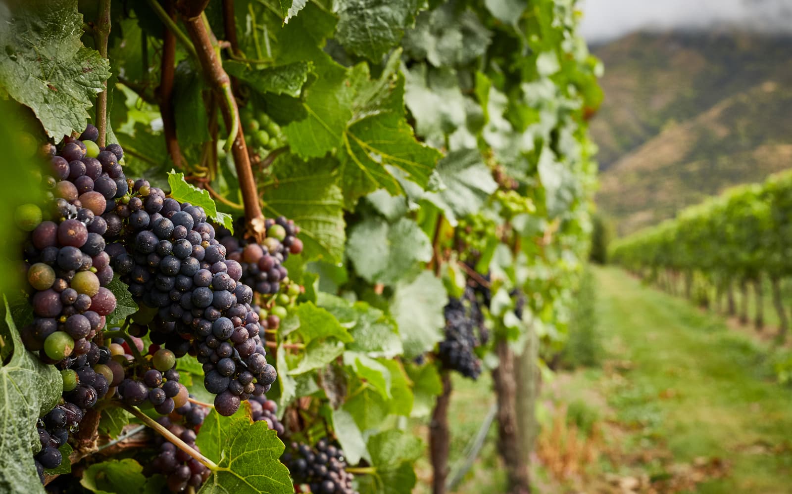 Classic Wine Tour from Queenstown tickets in Queenstown - Attractions | TickYourList