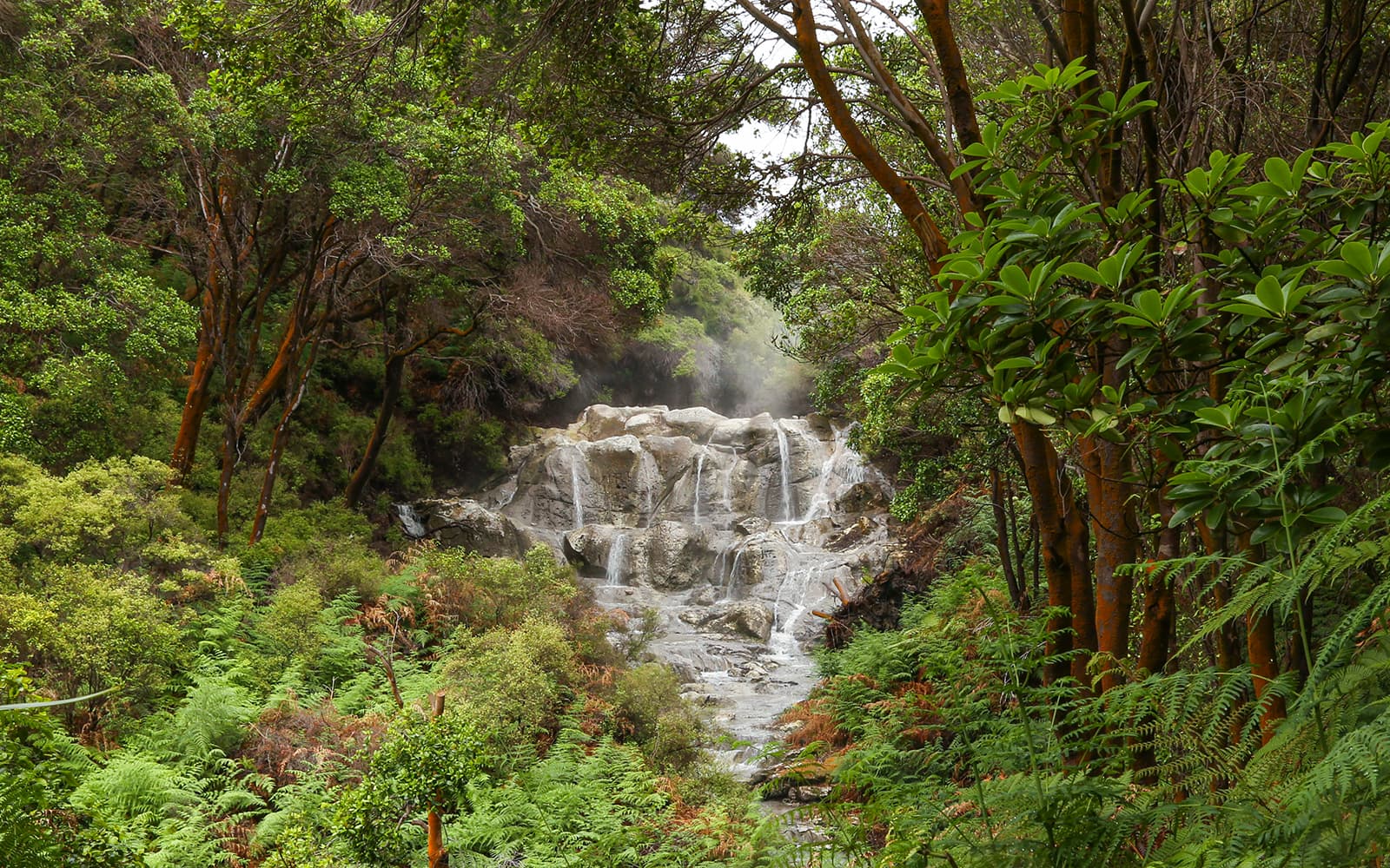 Hell's Gate Geothermal Walk tickets in Rotorua - Highlights | TickYourList