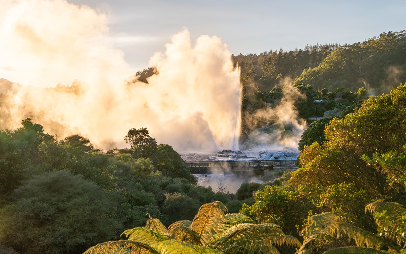 Te Puia: Te Pō Combo with Guided Tour, Cultural Performance & Hangi Buffet Dinner