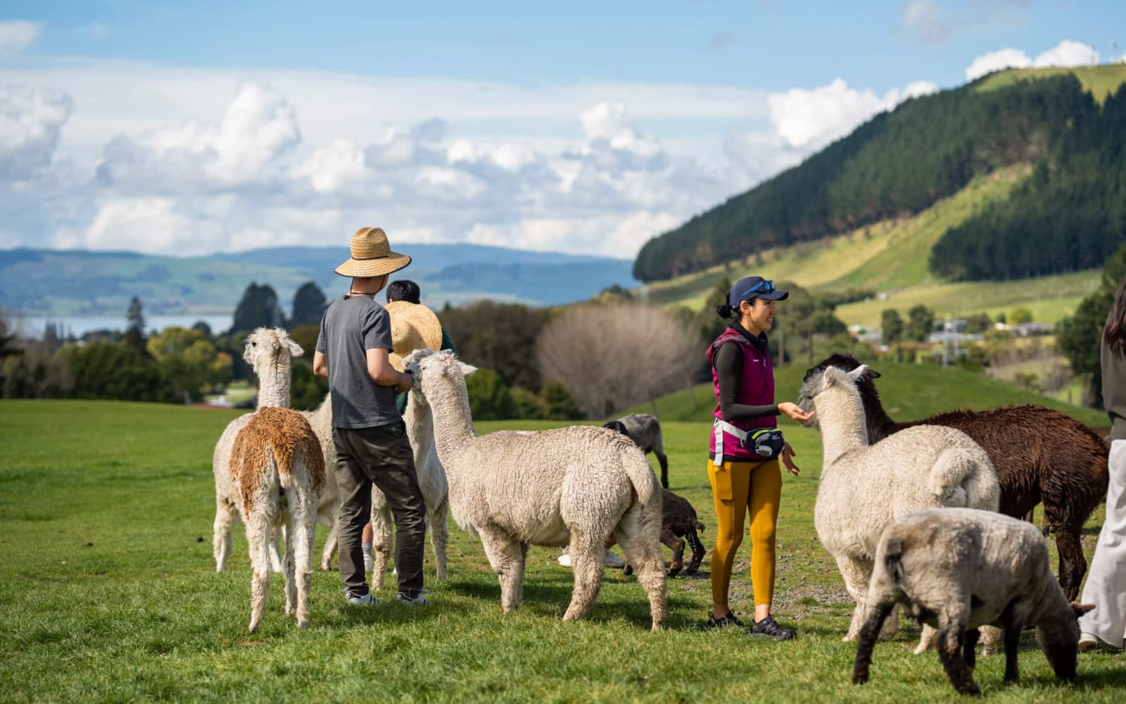 Agrodome Authentic Farm Experience Tickets in Rotorua - Activities | TickYourList