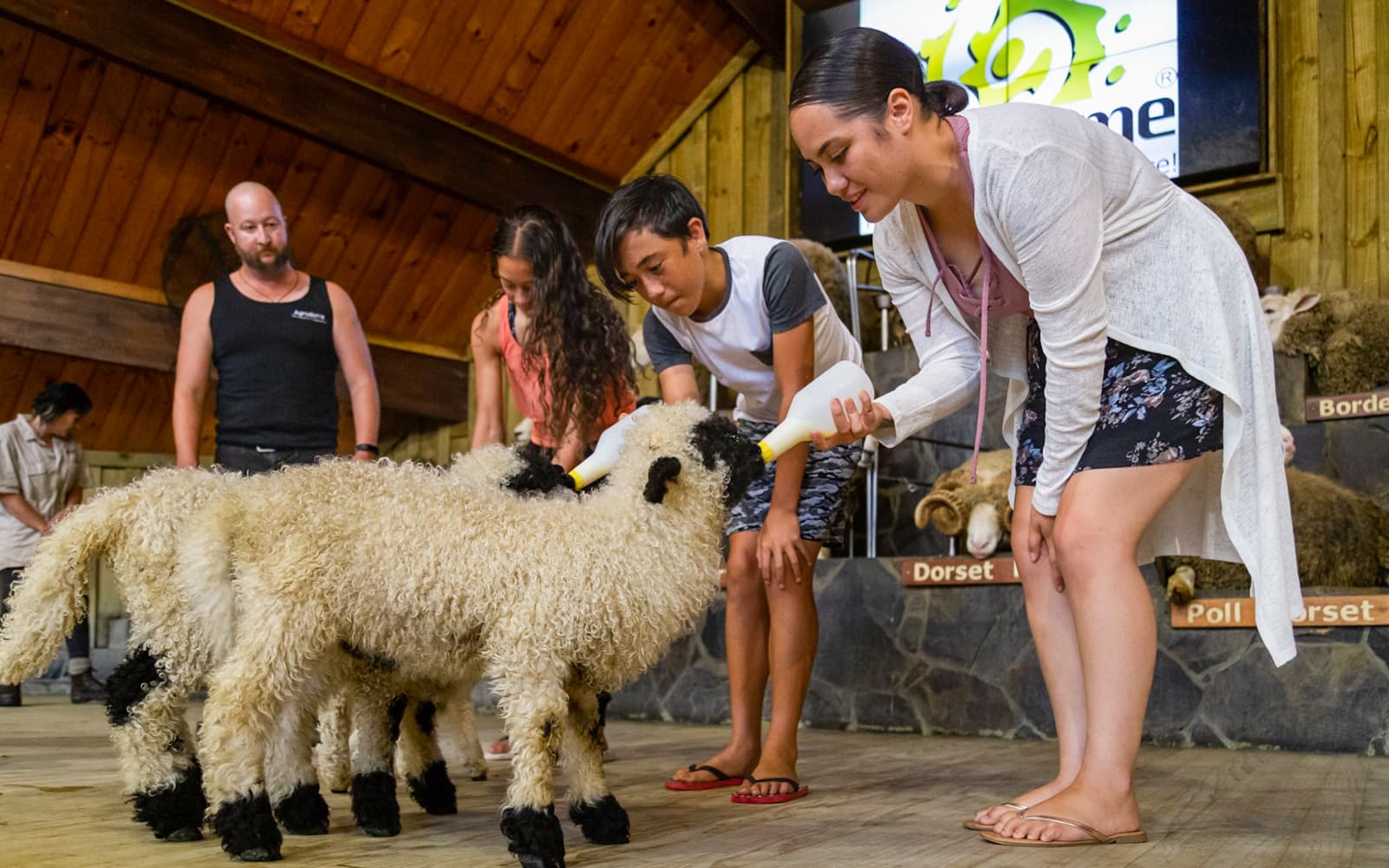 Agrodome Authentic Farm Experience Tickets in Rotorua - Highlights | TickYourList