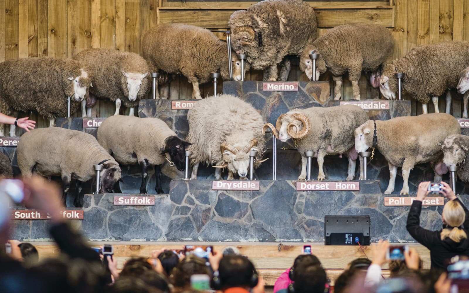 Agrodome Authentic Farm Experience Tickets in Rotorua - Features | TickYourList