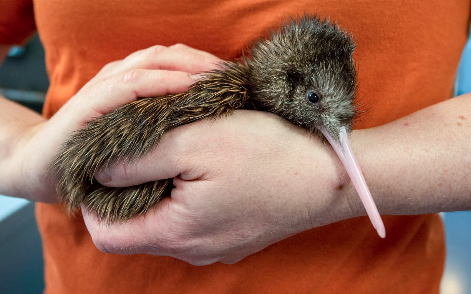 The National Kiwi Hatchery Tour tickets in Rotorua - Activities | TickYourList