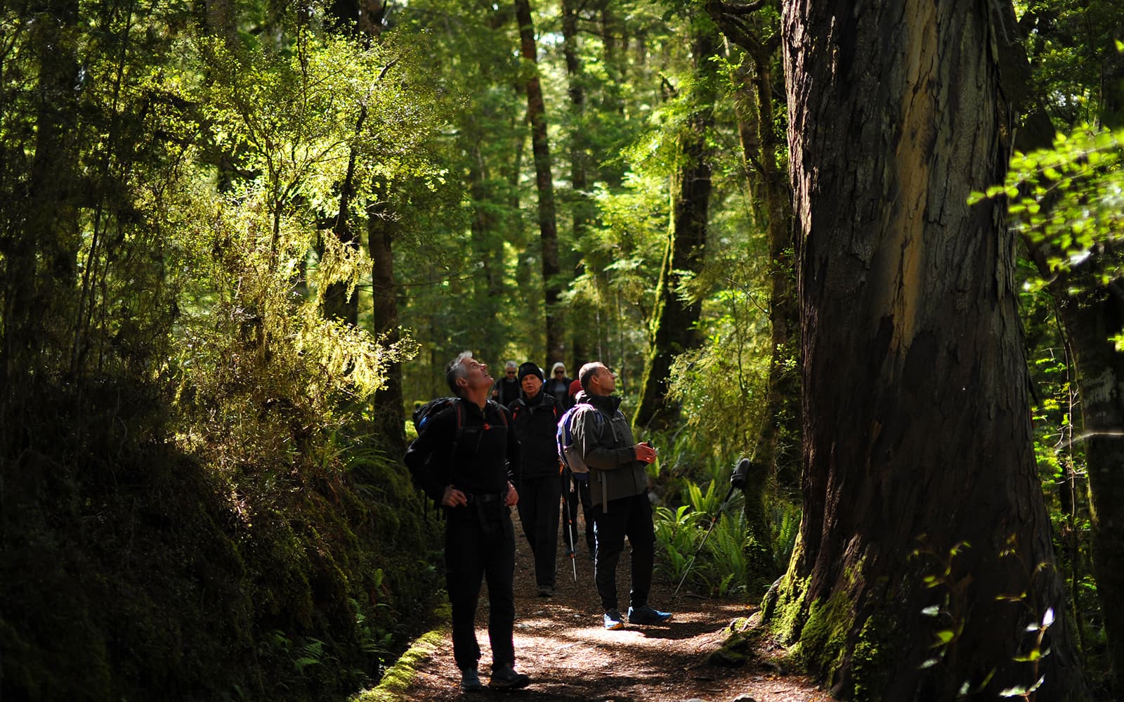 Guided Day Heli Hike to Kepler Track and Luxmore From Te Anau