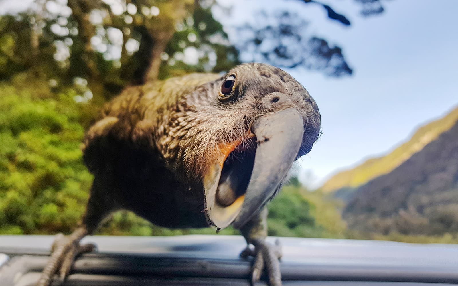 Small Group Guided Hiking Tour To Lake Marian tickets in Te Anau - Full Experience | TickYourList