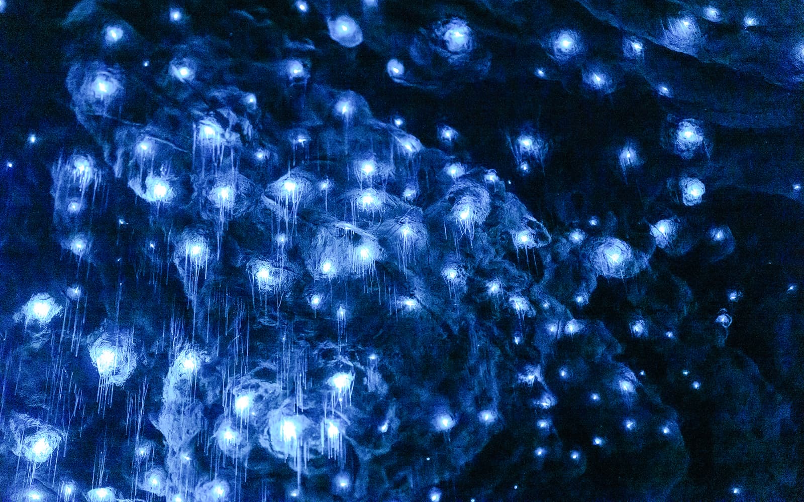 Te Anau Glowworm Caves Guided Tour tickets in Te Anau - Features | TickYourList