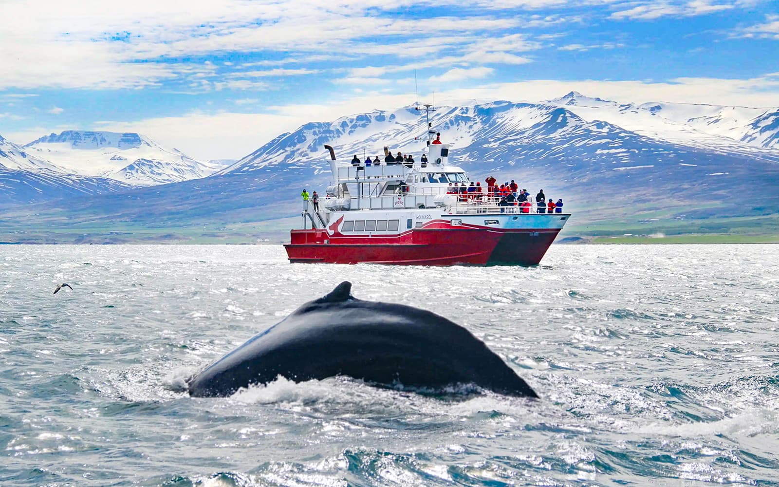 From Akureyri: Whale Watching Tours
