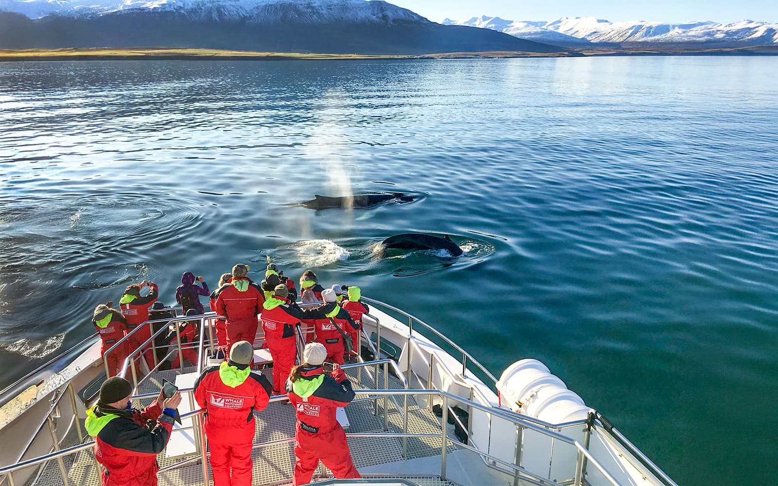 From Akureyri: Whale Watching Tours tickets in Reykjavik - Attractions | TickYourList