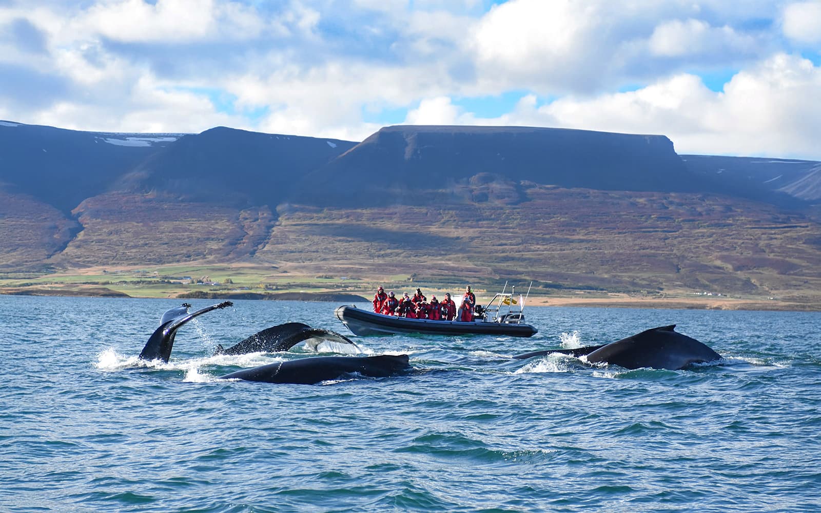 From Akureyri: Whale Watching Tour on RIB Speedboat