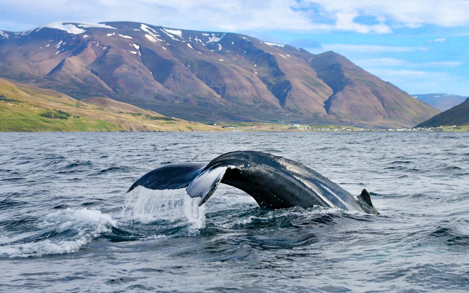 From Akureyri: Whale Watching Tour on RIB Speedboat tickets in Reykjavik - Attractions | TickYourList