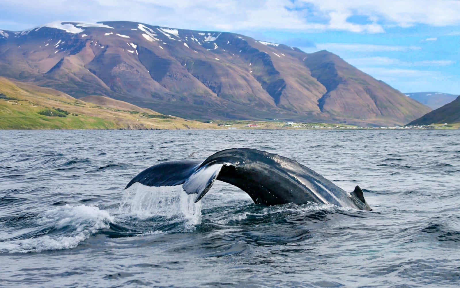 From Akureyri: Whale Watching Tour on RIB Speedboat tickets in Reykjavik - Attractions | TickYourList