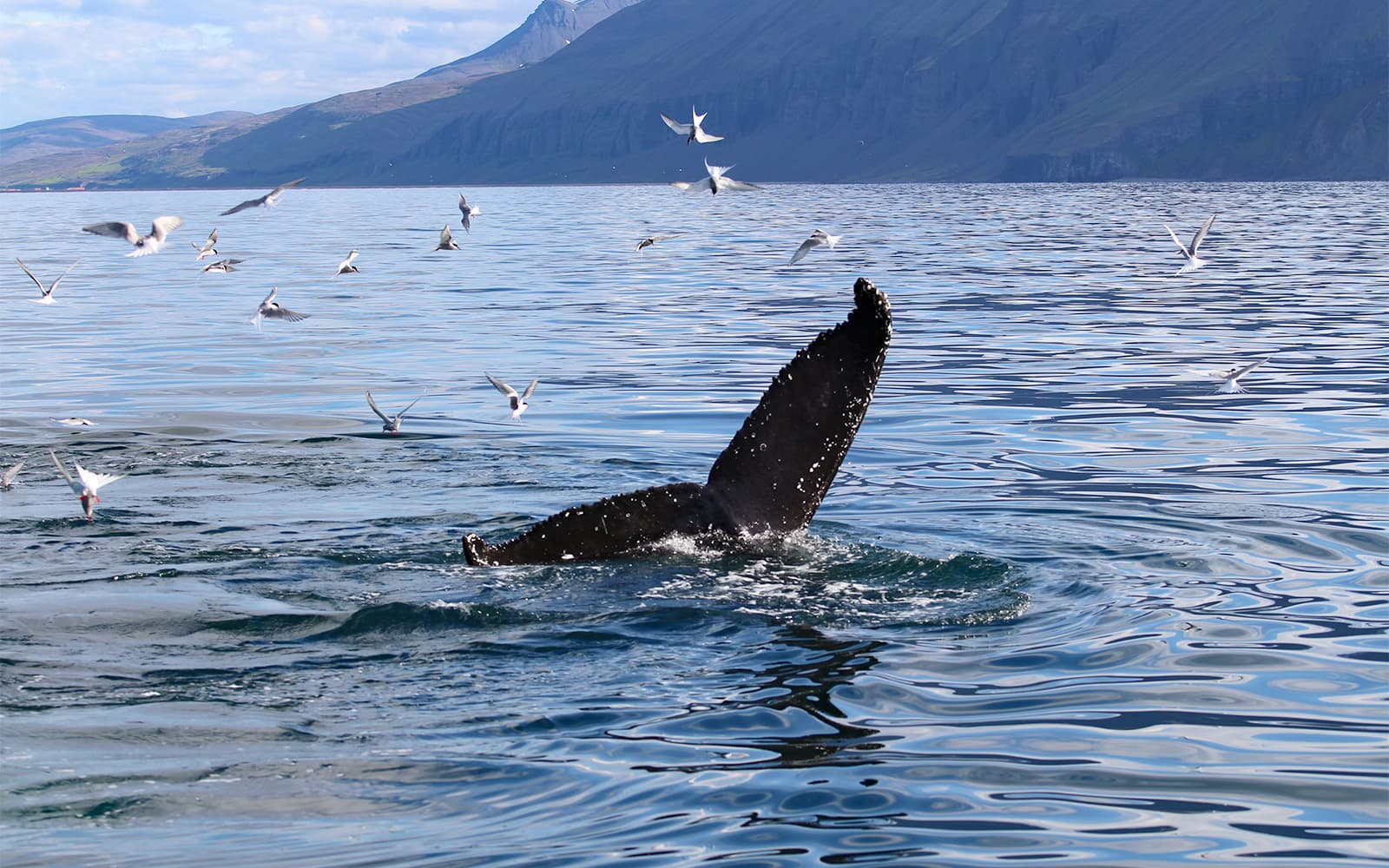 From Akureyri: Whale Watching Tour on RIB Speedboat tickets in Reykjavik - Highlights | TickYourList