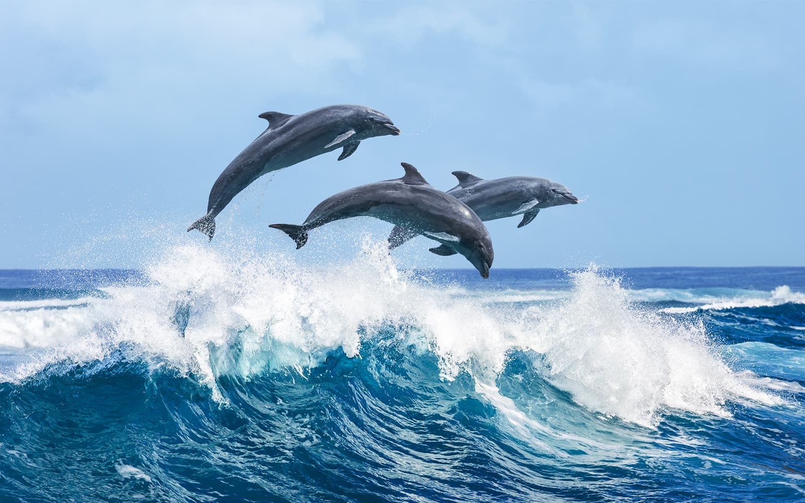 2 Hour Guided Dolphin Watching and Cave Cruise in Algarve