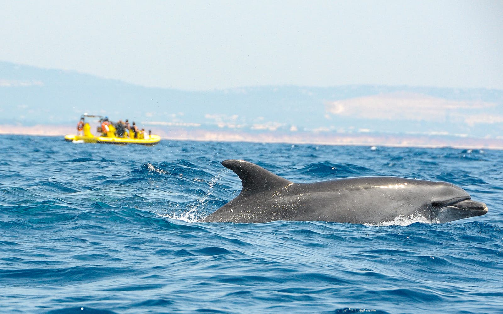 2 Hour Guided Dolphin Watching and Cave Cruise in Algarve tickets in Albufeira - Highlights | TickYourList