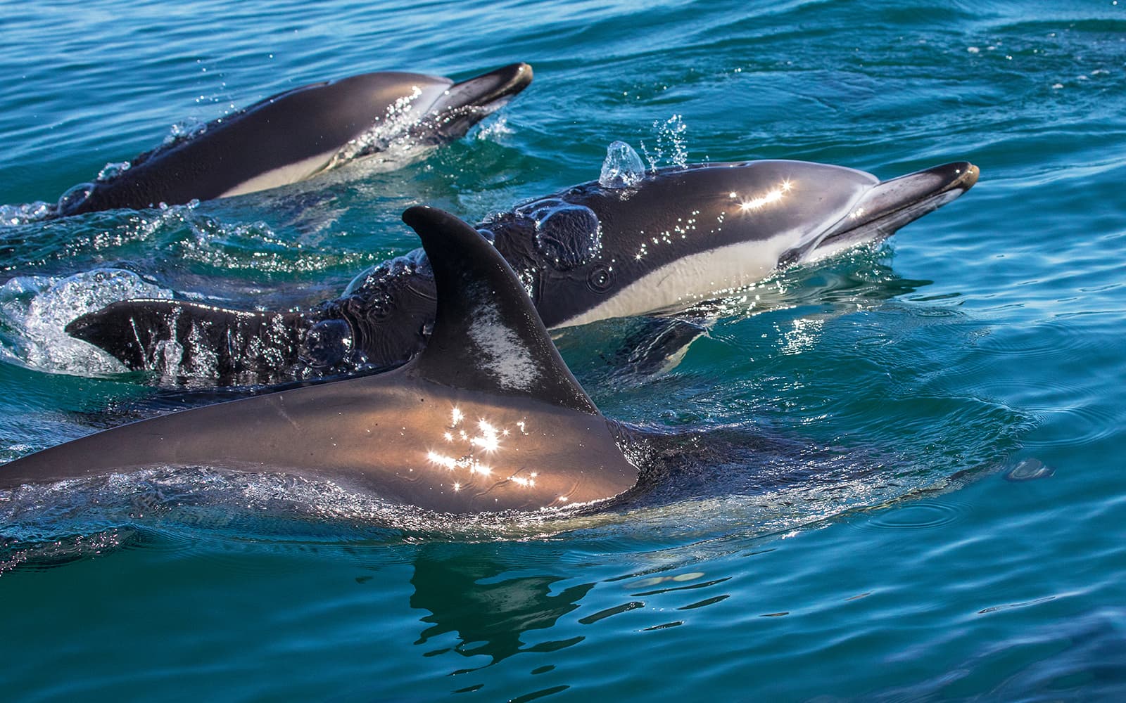 X Ride Dolphin and Caves Tour experience tickets in Albufeira | TickYourList