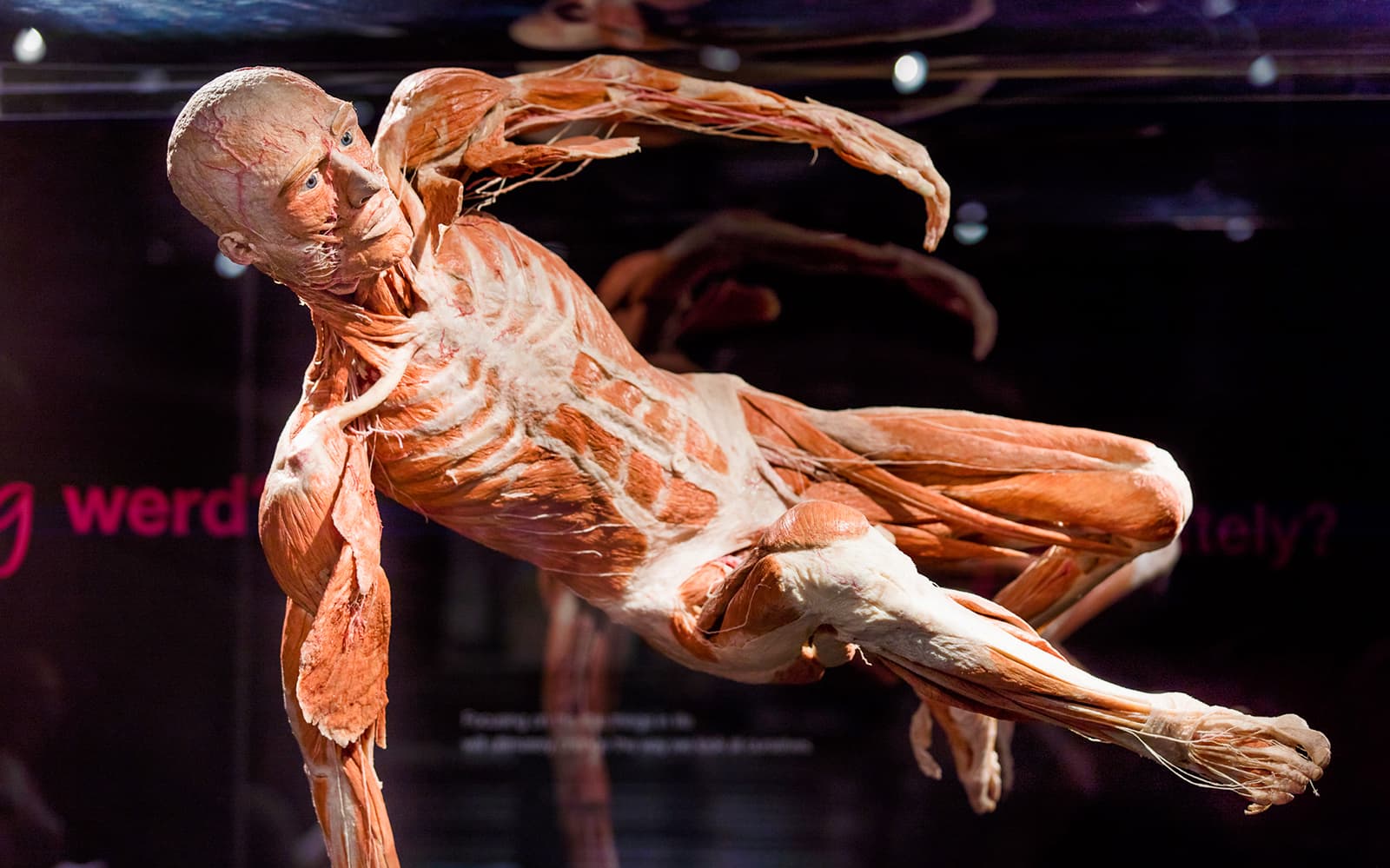 Combo: Body Worlds Amsterdam + Canal Cruise Tickets in Amsterdam - Activities | TickYourList