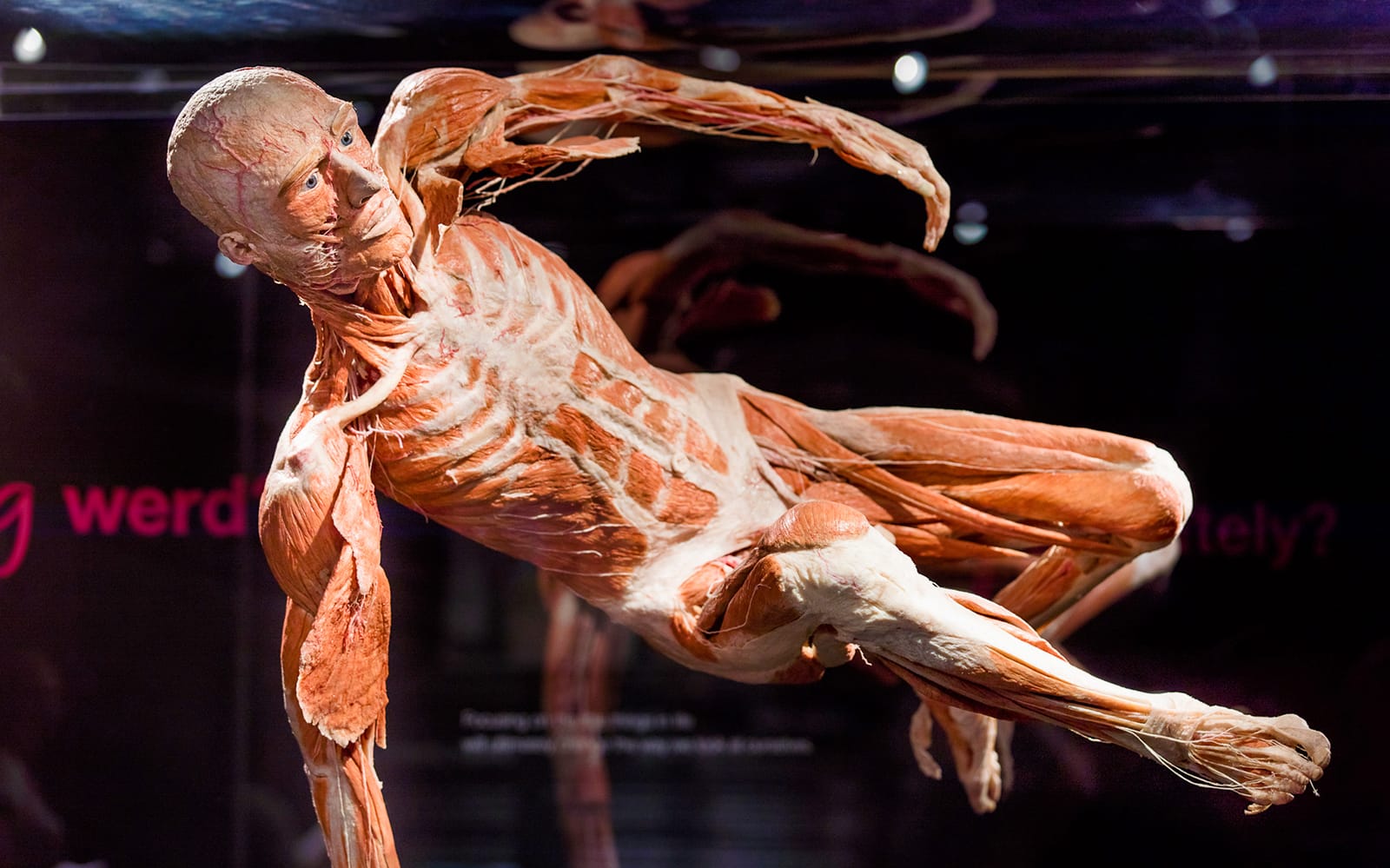 Combo: Body Worlds Amsterdam + Canal Cruise Tickets in Amsterdam - Activities | TickYourList