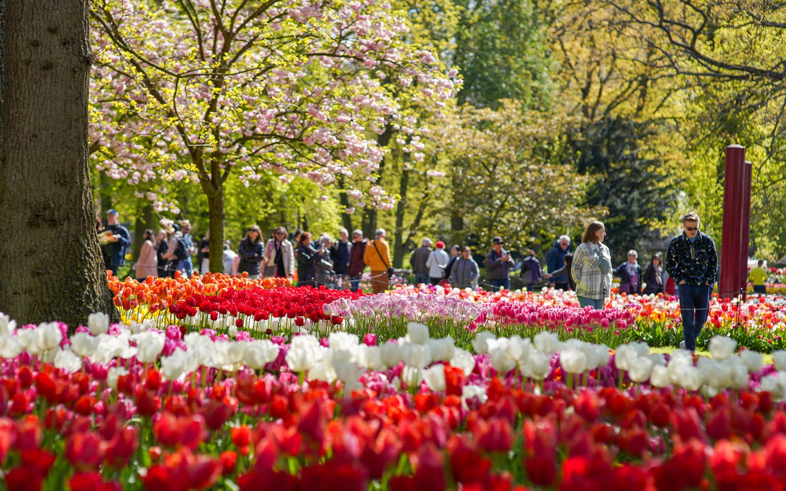 From Amsterdam: Keukenhof Guided Tour with Roundtrip Transfers tickets in Amsterdam - Activities | TickYourList