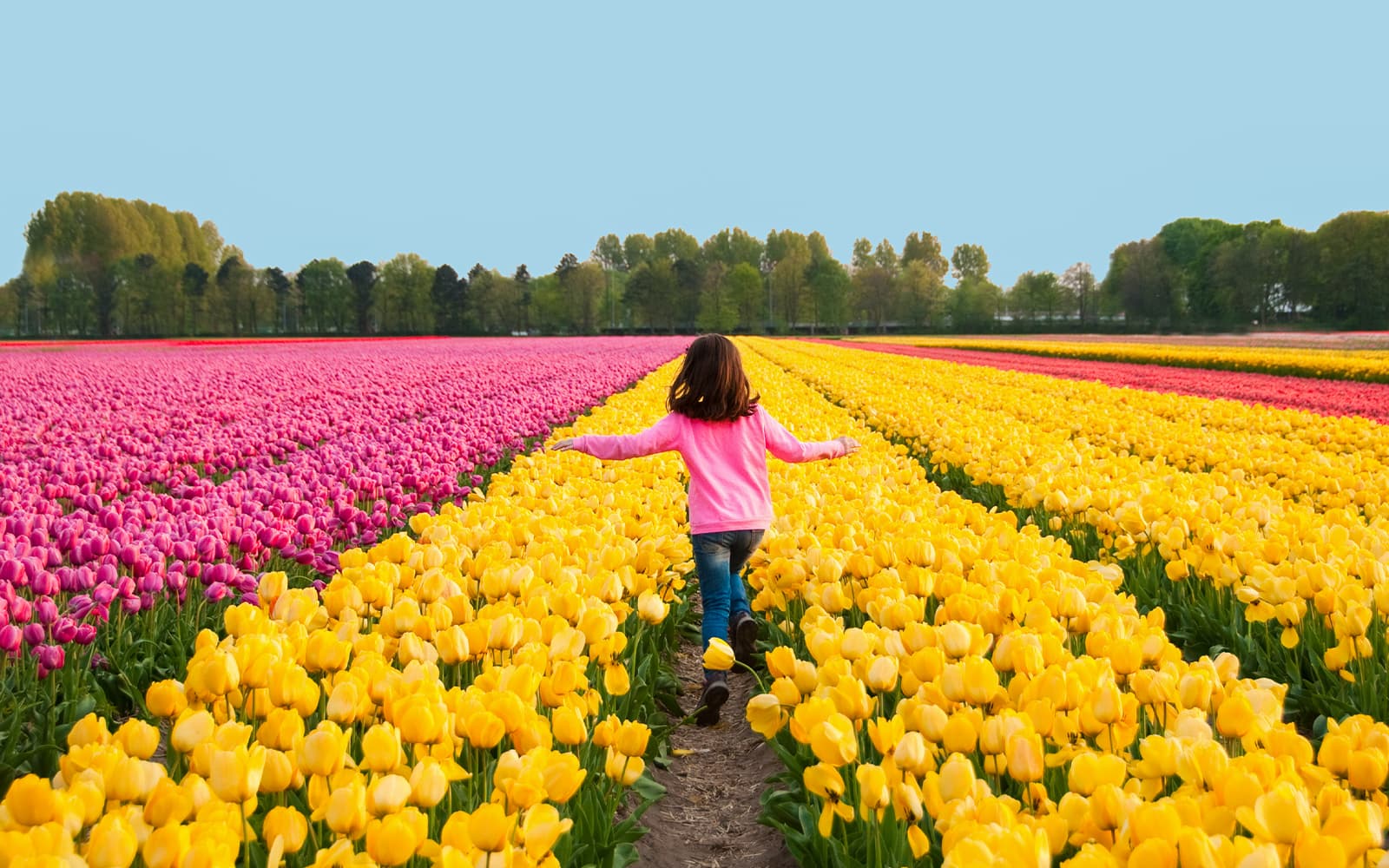 From Amsterdam: Keukenhof Guided Tour with Roundtrip Transfers tickets in Amsterdam - Features | TickYourList