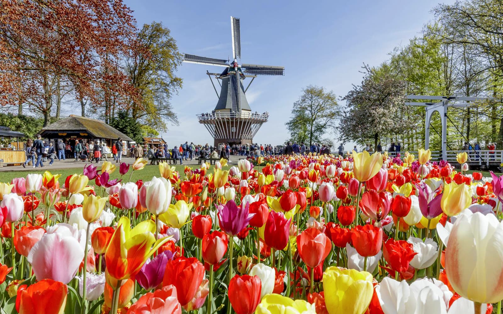 Keukenhof Guided Tour and Tulip Experience Amsterdam