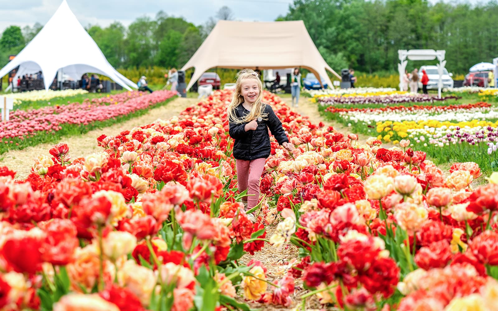 Keukenhof Guided Tour and Tulip Experience Amsterdam tickets in Amsterdam - Activities | TickYourList