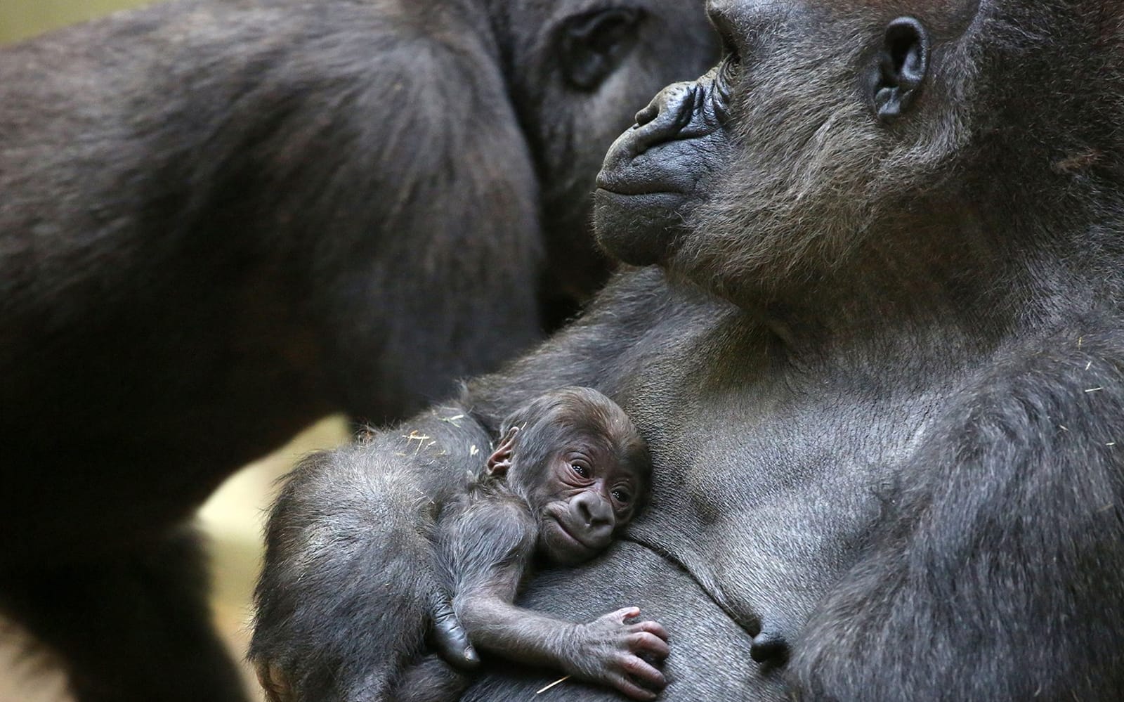 ARTIS Royal Zoo Tickets in Amsterdam - Activities | TickYourList