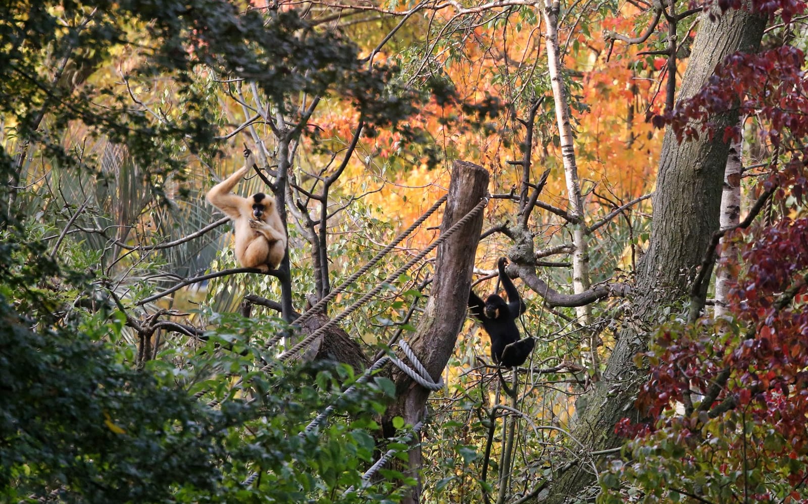 ARTIS Royal Zoo Tickets in Amsterdam - Highlights | TickYourList