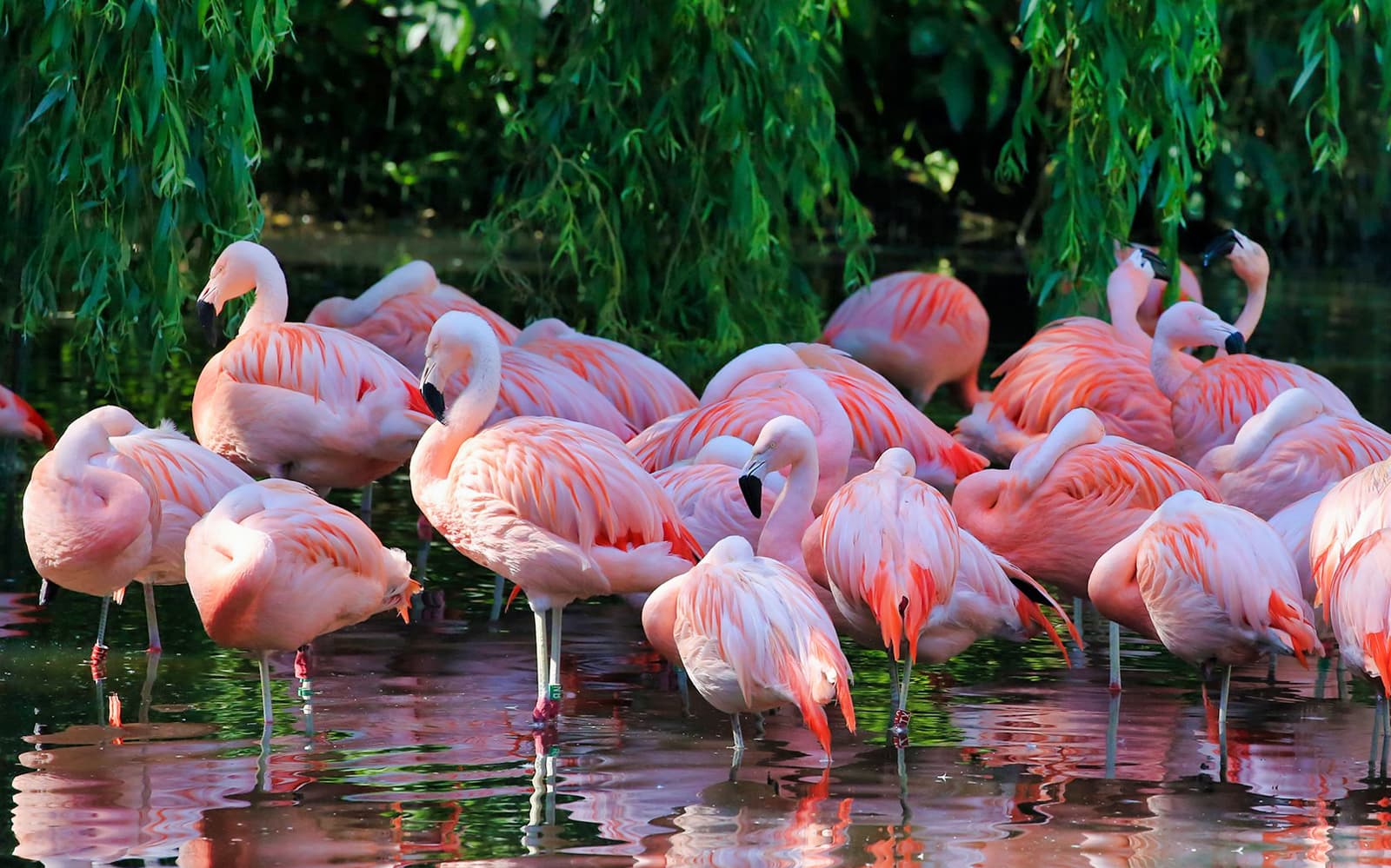 ARTIS Royal Zoo Tickets in Amsterdam - Full Experience | TickYourList