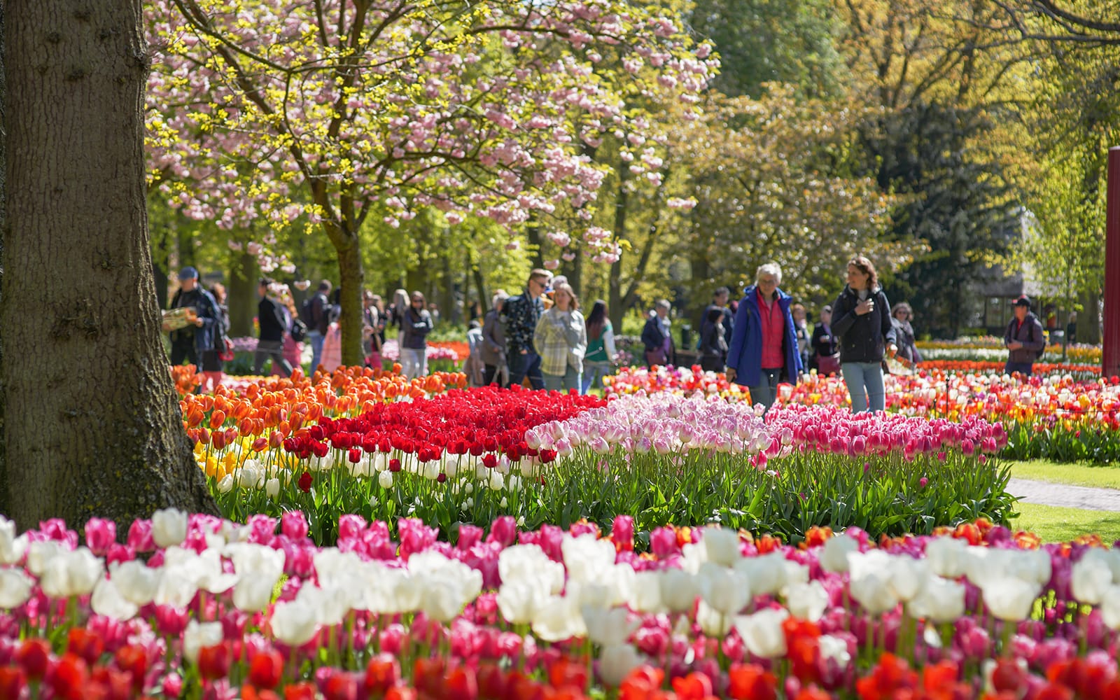 Keukenhof Entry Tickets with Public Bus Transfers from Amsterdam, Leiden, Schiphol or Haarlem in Amsterdam - Attractions | TickYourList