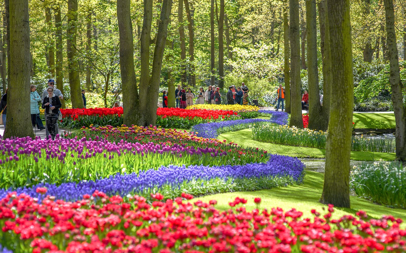 Keukenhof Entry Tickets with Public Bus Transfers from Amsterdam, Leiden, Schiphol or Haarlem in Amsterdam - Features | TickYourList