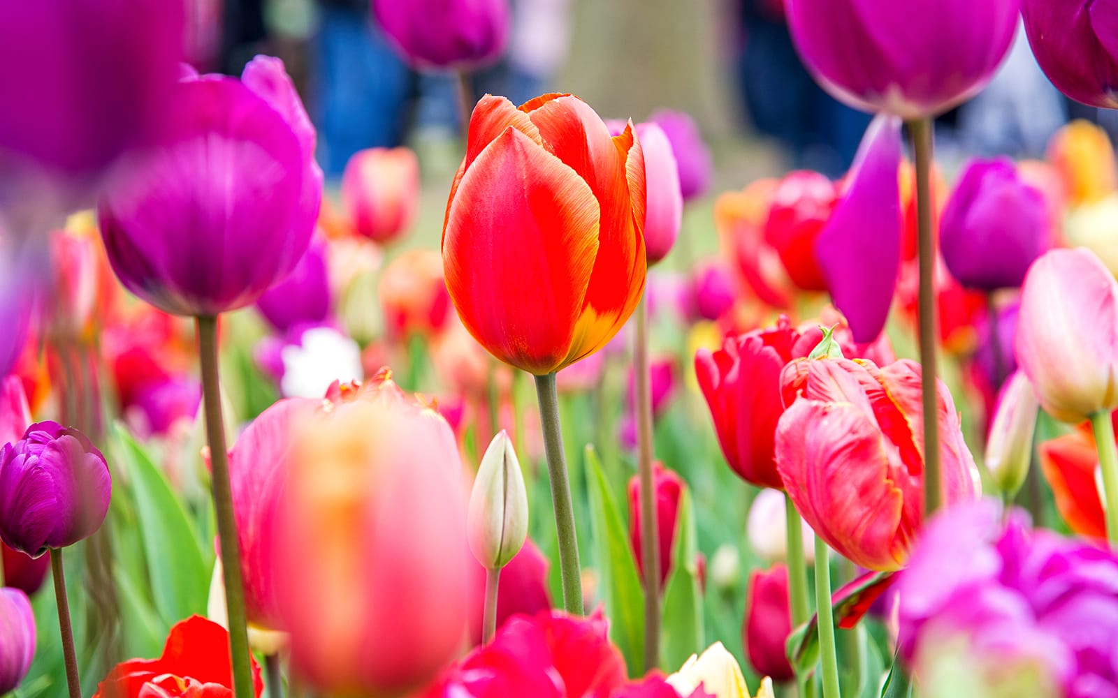 Keukenhof Parking Tickets in Amsterdam - Highlights | TickYourList