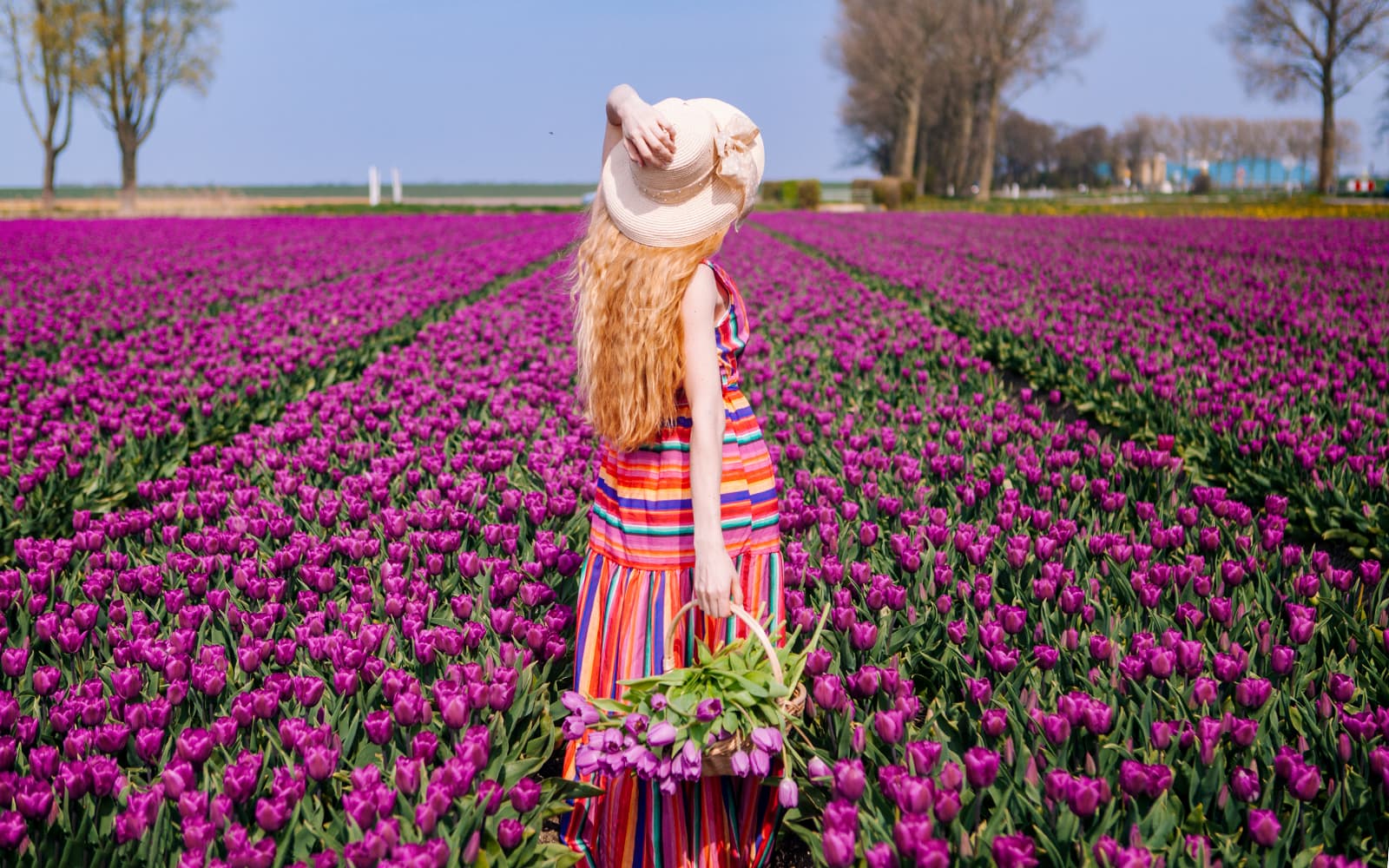 Keukenhof Parking Tickets in Amsterdam - Full Experience | TickYourList