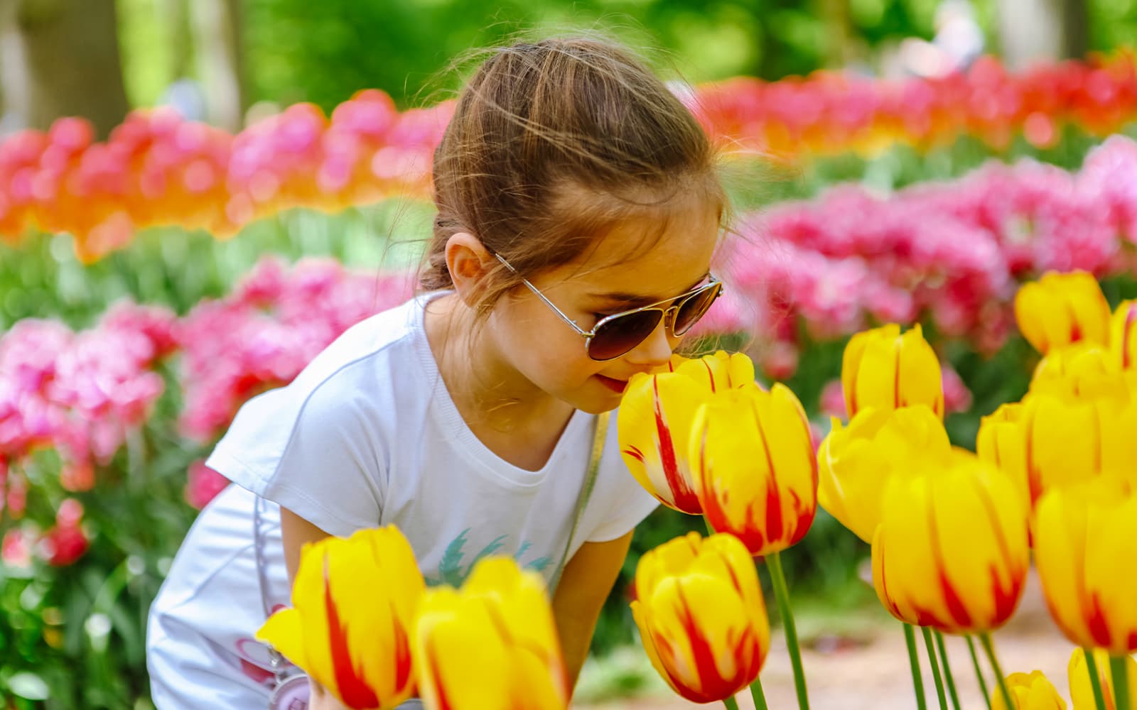 From Amsterdam: Day Trip to Keukenhof & Tulip Farm