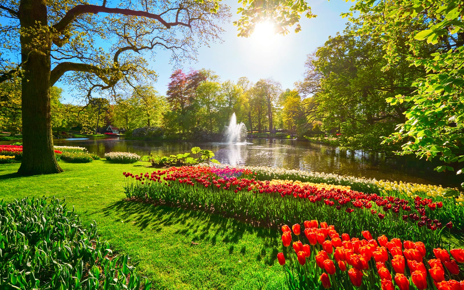 From Amsterdam: Day Trip to Keukenhof & Tulip Farm tickets in Amsterdam - Activities | TickYourList