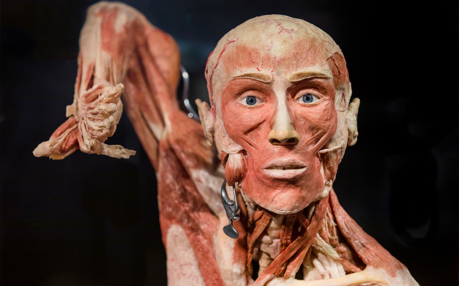 Body Worlds Amsterdam: The Happiness Project Skip-the-Line Tickets experience in Amsterdam | TickYourList