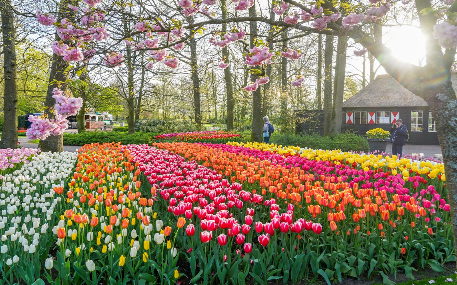 Keukenhof Entry Tickets with Luxury Bus Transfers from Amsterdam in Amsterdam - Activities | TickYourList