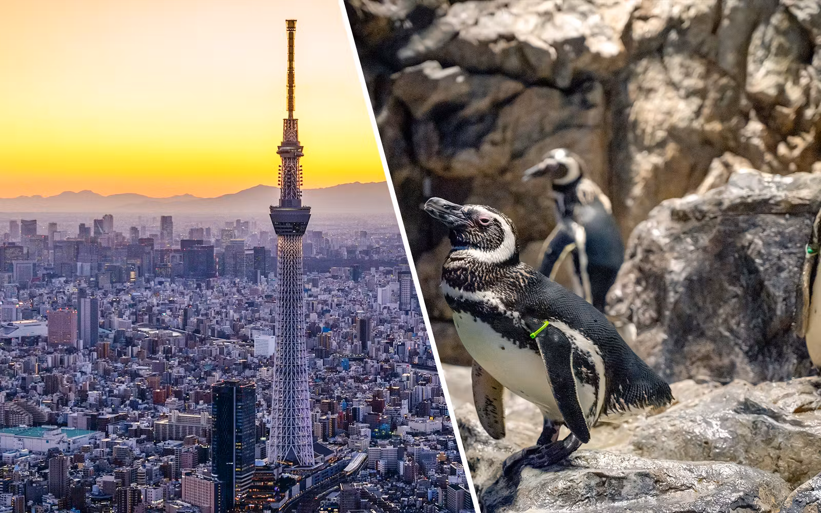 Combo: TOKYO SKYTREE + Sumida Aquarium Tickets experience in Tokyo | TickYourList