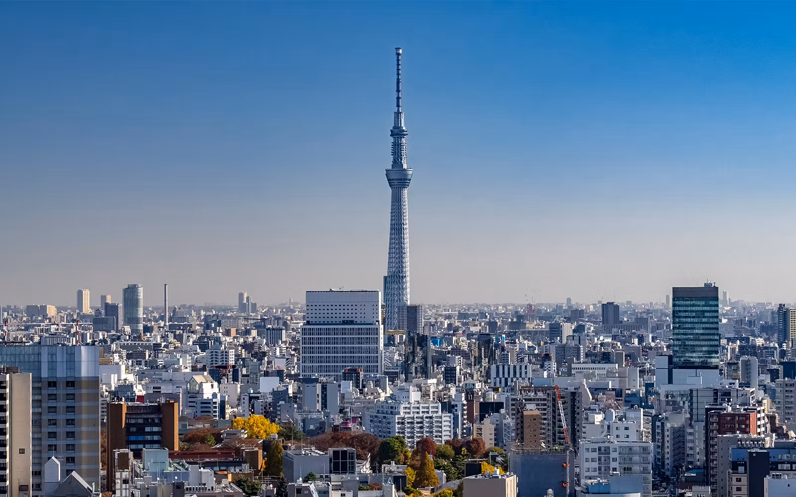 Combo: TOKYO SKYTREE + Sumida Aquarium Tickets in Tokyo - Features | TickYourList