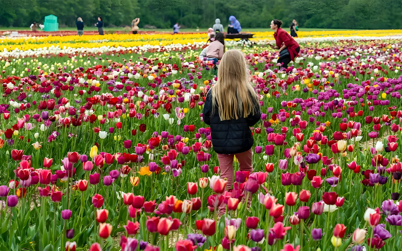 From Amsterdam: Round-Trip Transfers to Keukenhof Tulip Fields tickets in Amsterdam - Attractions | TickYourList