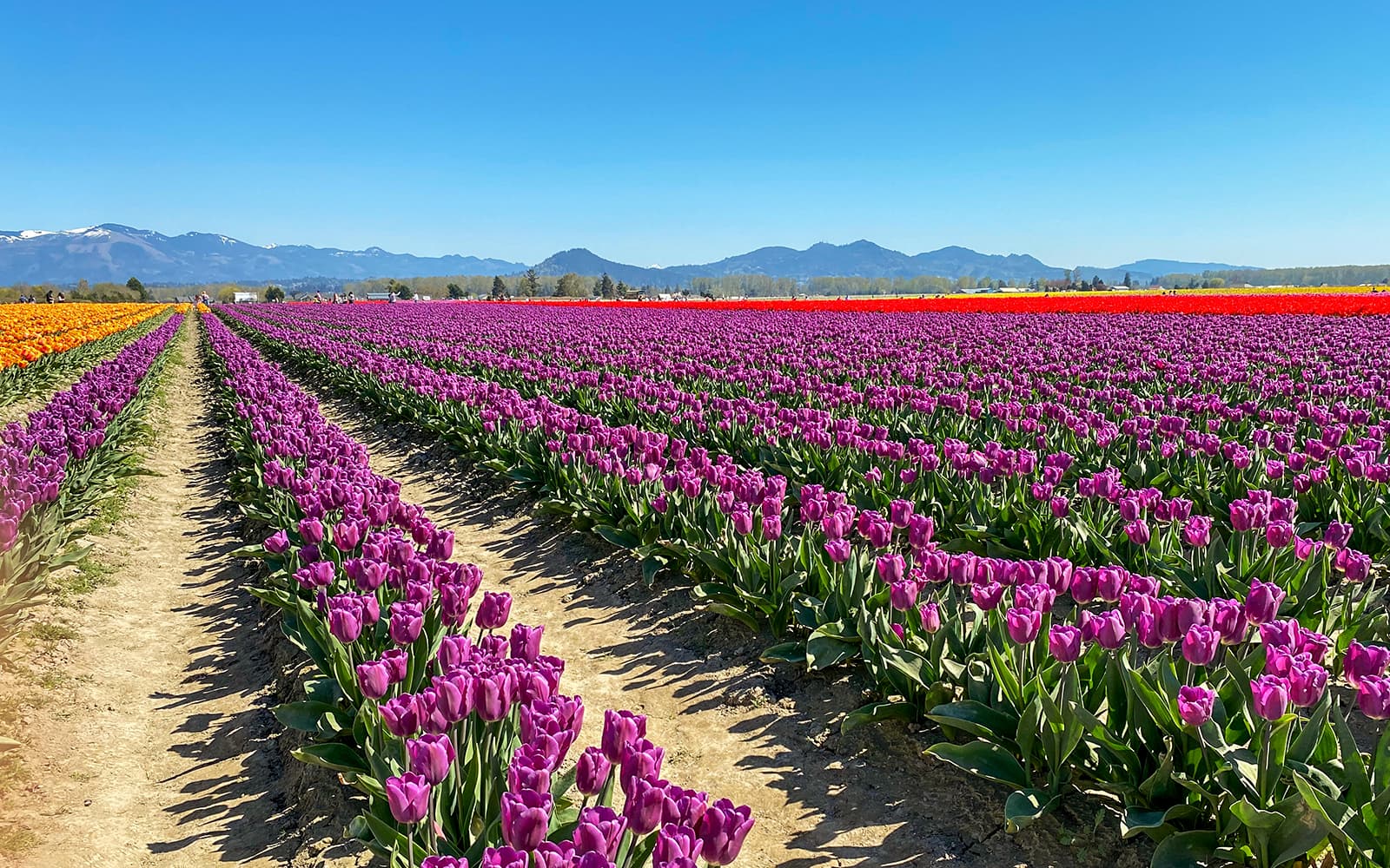 From Amsterdam: Round-Trip Transfers to Keukenhof Tulip Fields tickets in Amsterdam - Activities | TickYourList