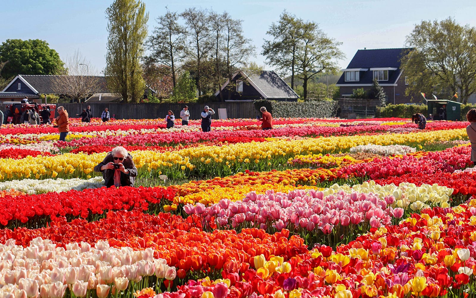 Tulip Experience Amsterdam Tickets in Amsterdam - Activities | TickYourList